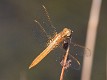 IMG_1701 Crocothemis erythraea imm male